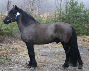 Color range is quite rich among pony-sized finnhorses. Black stallion Millin Nokinen, photo by Hippos/Eero Perttunen